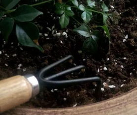 直接掺土，可行否？