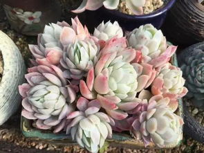 解决多肉徒长的办法：剪剪剪， 养养养