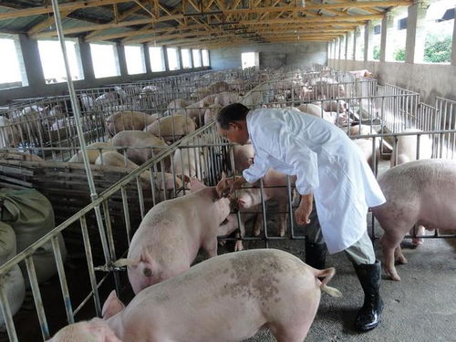 猪饲料玉米每斤涨1毛，养殖户如何调整饲料配方降低成本？