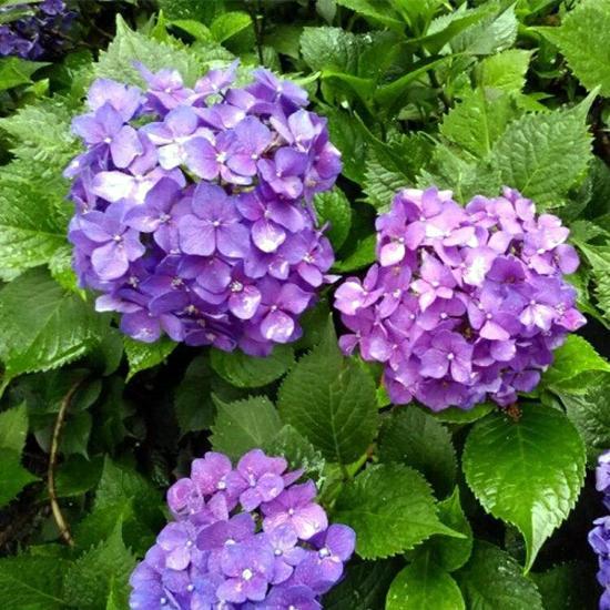 绣球花引起的过敏反应