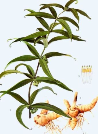 黄金拍档的奥秘