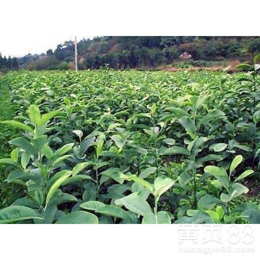 「茶油苗」价格一览：油茶小苗市场行情速览