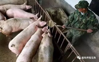 猪场呼吸道问题四季反复，深层原因究竟是什么？