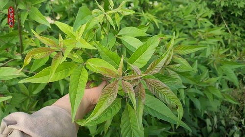 触碰驱蚊树叶引起的痒痒感之谜