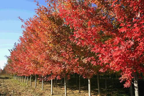 红枫树苗价格揭秘，快来瞧瞧吧！