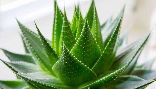 新手养芦荟需要注意哪些细节，才能保证芦荟容易成活呢