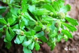 潮汕四叶莲：一种具有独特功效的草本植物