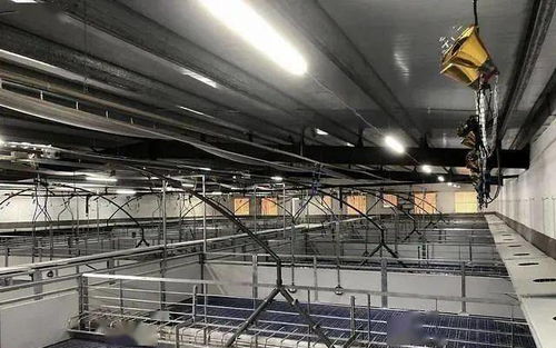 返饲免疫：养猪场里的神秘武器