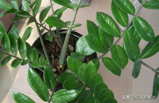 修剪与金钱树的开花