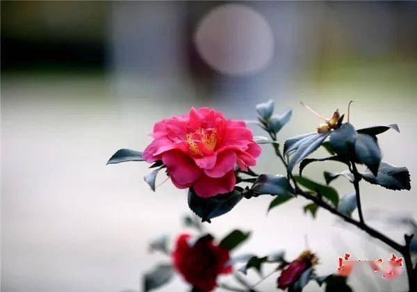 梅花：汉口江滩，江风一吹，病虫害少一半！