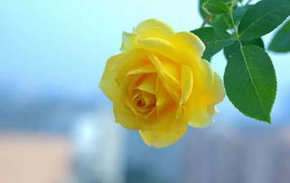 水肥管理， 月季的滋养之源