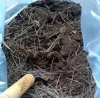 君子兰也喜欢松树皮