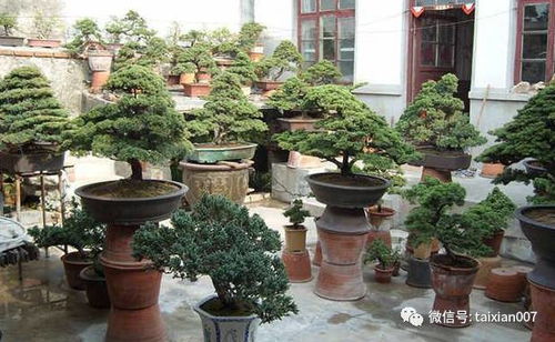 盆景制作：哪些树种蕞适合？新手如何挑选？
