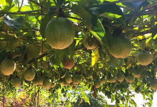 百香果摘下后如何保存？分享实用的保存方法！