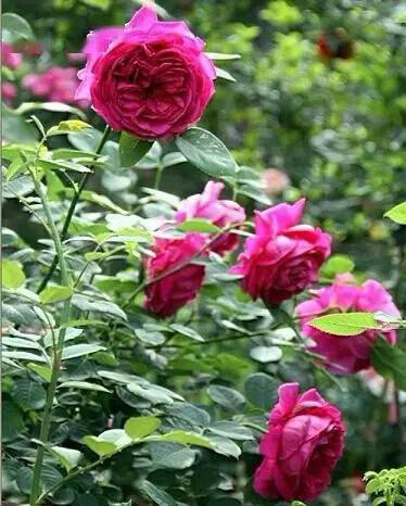 金丝雀：月季中的小清新