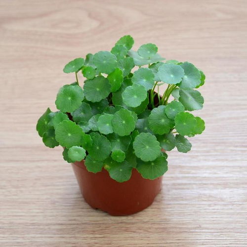 铜钱草种子在水里生根发芽的奇妙之旅