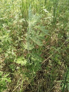 紫斑大戟：生态与药用价值农业应用探析