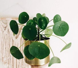 薄荷养护全攻略：简单技巧让你的绿植更茂盛！