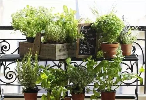 南方11月花园光秃秃？快来给阳台添点色彩吧！