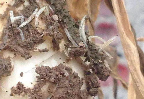 如何使用阿维菌素给果树驱虫