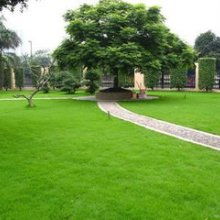 草坪品种价格与生长速度探秘