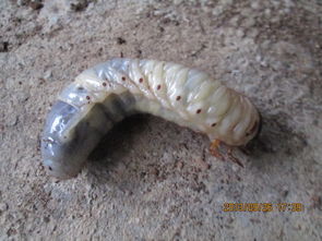 化学防治的具体操作：一步步来