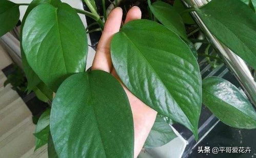 三、修剪工具，要选对