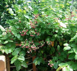 藤本植物大全及名字