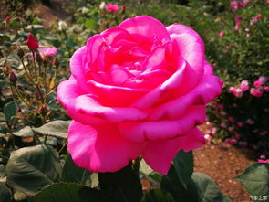 月季花的绚烂风采