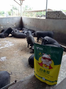 猪饲料催长，猪可以用催长剂来催肥，这对猪的健康和肉质有影响吗？