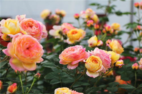 月季花谢后的烦恼