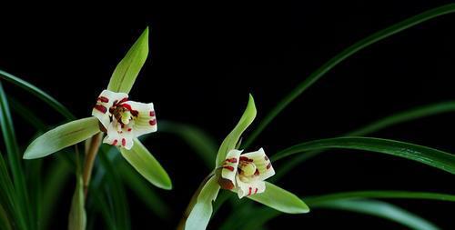 兰花养护第三步：光照要充足