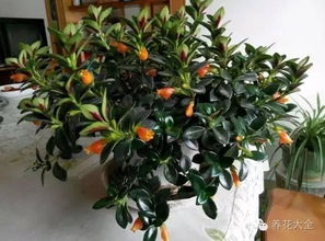 大岩桐：室内观花王者