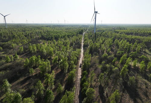 雪松的根部，那些绿色的秘密