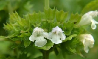 香草的神秘气息，来自何方？