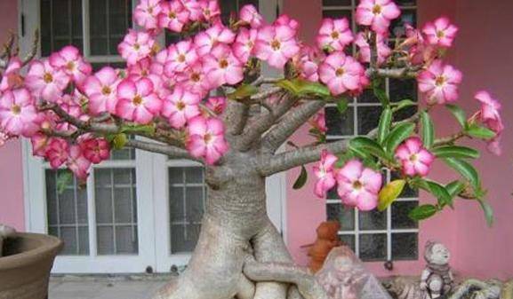 沙漠玫瑰根烂了如何挽救这朵沙漠之花