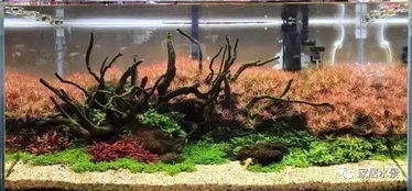 水草种子造景，如何选择合适的品种