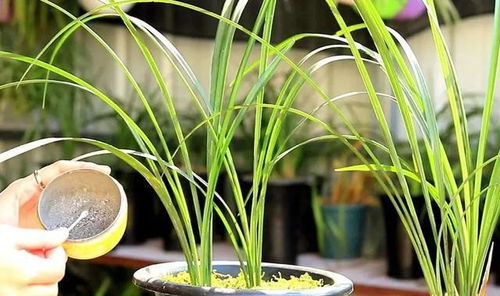 兰花施肥频率：液肥多久施一次？