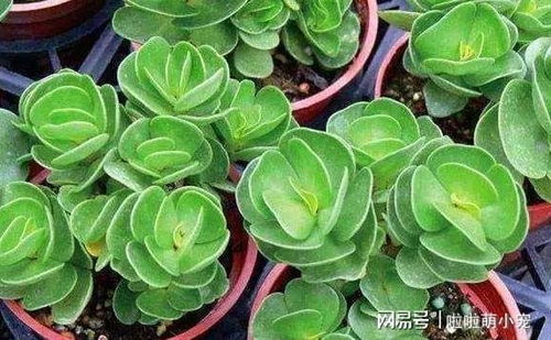 如何在家中养护地黄，需要注意哪些盆栽方法和注意事项