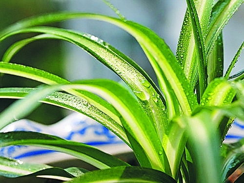 种植吊兰的技巧