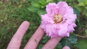 月季叶子出现椭圆形切口的谜团