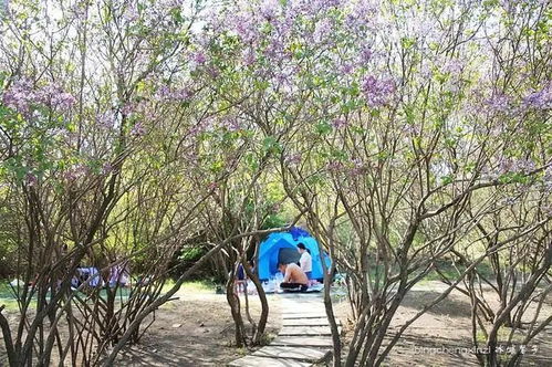 五月丁香花何时绽放？这些地方能看到吗