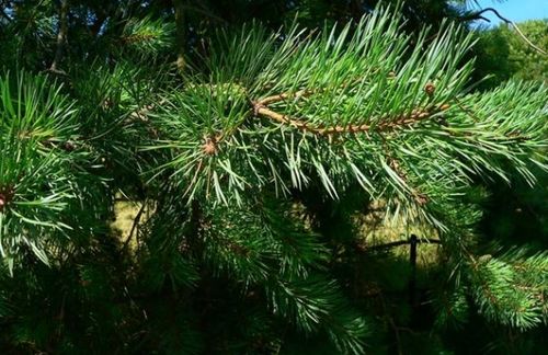 松针梅， 自然画卷中的美景