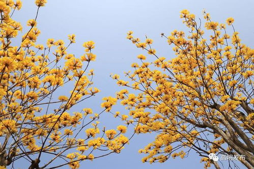 繁殖的魔法：播种与成长