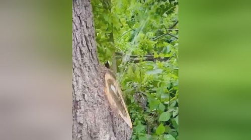 树木生病了怎么办？