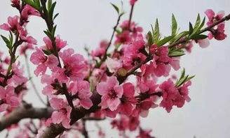 桃花是春季开，几月开