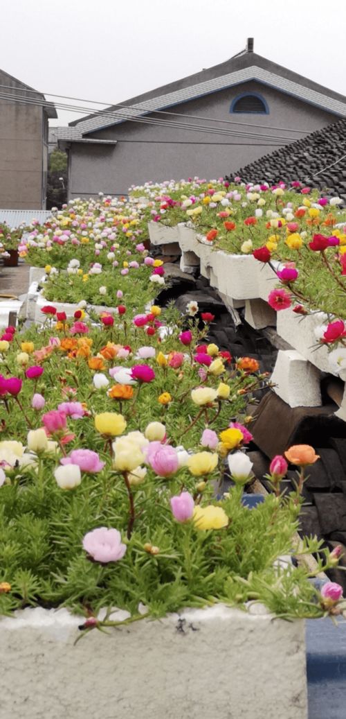 东北地区适合养一些耐寒性花卉：