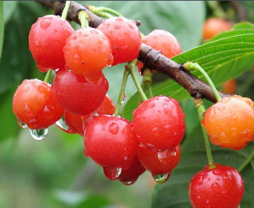 樱桃种子浸泡之谜：温水泡发还是毁掉发芽率？