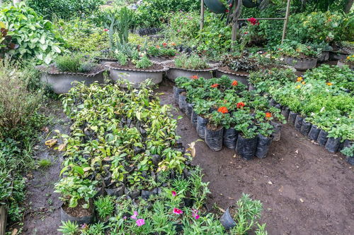 全国有哪些花卉苗圃基地？