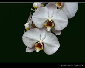 糊蝶兰种子种植小技巧， 让你轻松发芽又健康